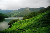 tea covered mountainscape in Sri Lanka